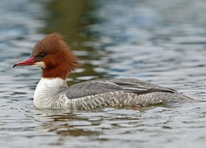 Нугас (Сэвгэр бохио, Сэвгэр нугас)